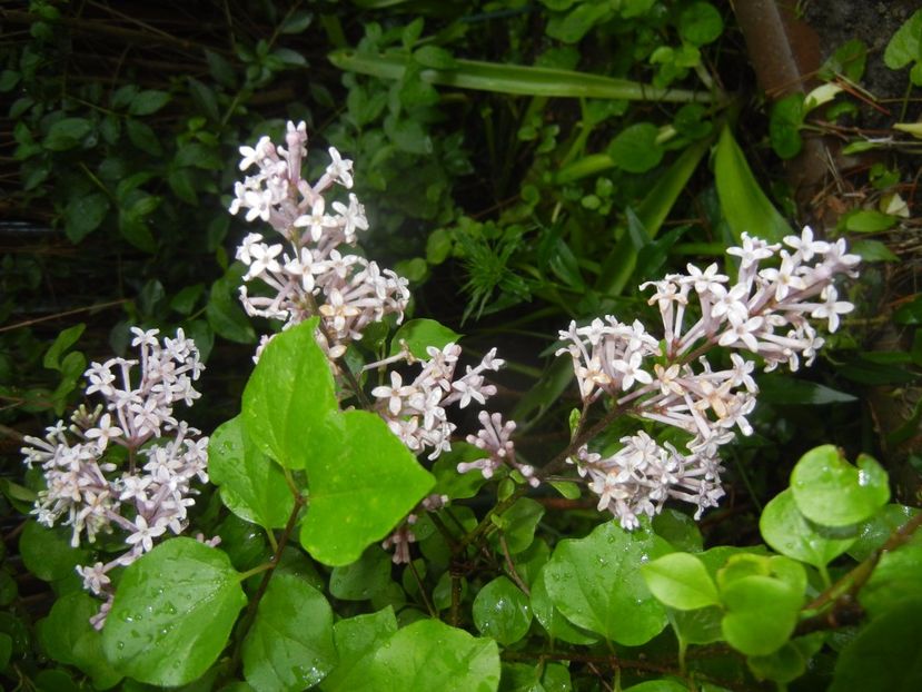Syringa patula Miss Kim (2017, May 08) - Liliac_Syringa patula Miss Kim