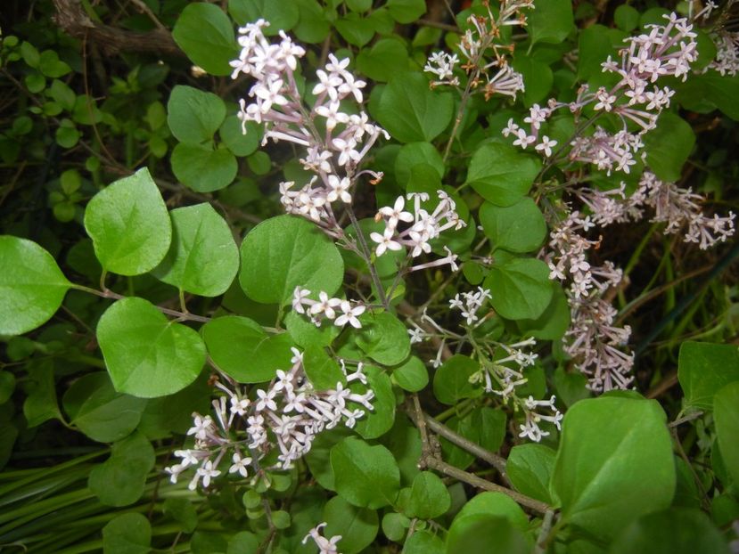 Syringa patula Miss Kim (2017, May 11) - Liliac_Syringa patula Miss Kim