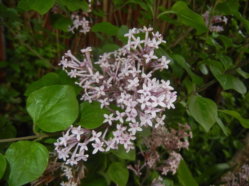 Syringa patula Miss Kim (2017, May 11) - Liliac_Syringa patula Miss Kim