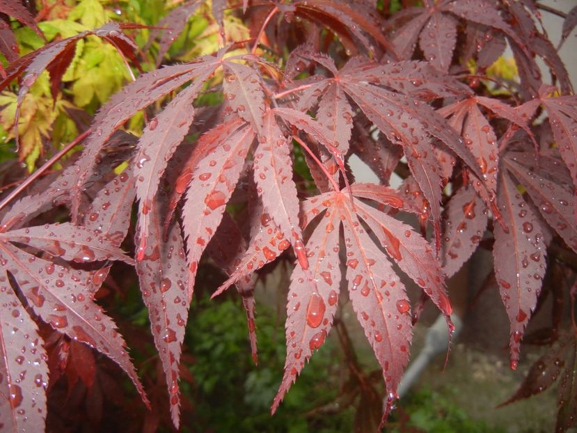 Acer palmatum Bloodgood (2017, May08) - Acer palmatum Bloodgood