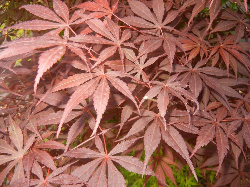 Acer palmatum Bloodgood (2017, May21) - Acer palmatum Bloodgood