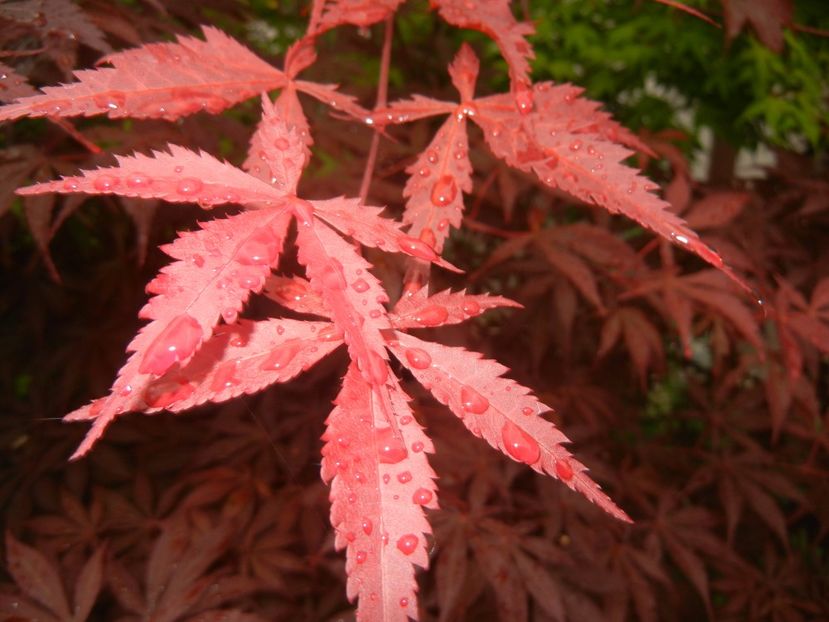 Acer palmatum Bloodgood (2017, May25) - Acer palmatum Bloodgood