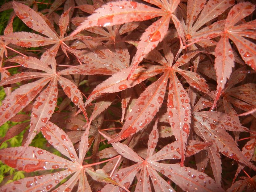 Acer palmatum Bloodgood (2017, May25) - Acer palmatum Bloodgood