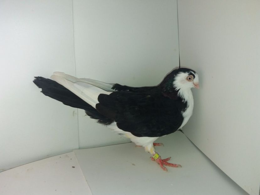 2017  femelă  2017_1 - tineret 2017