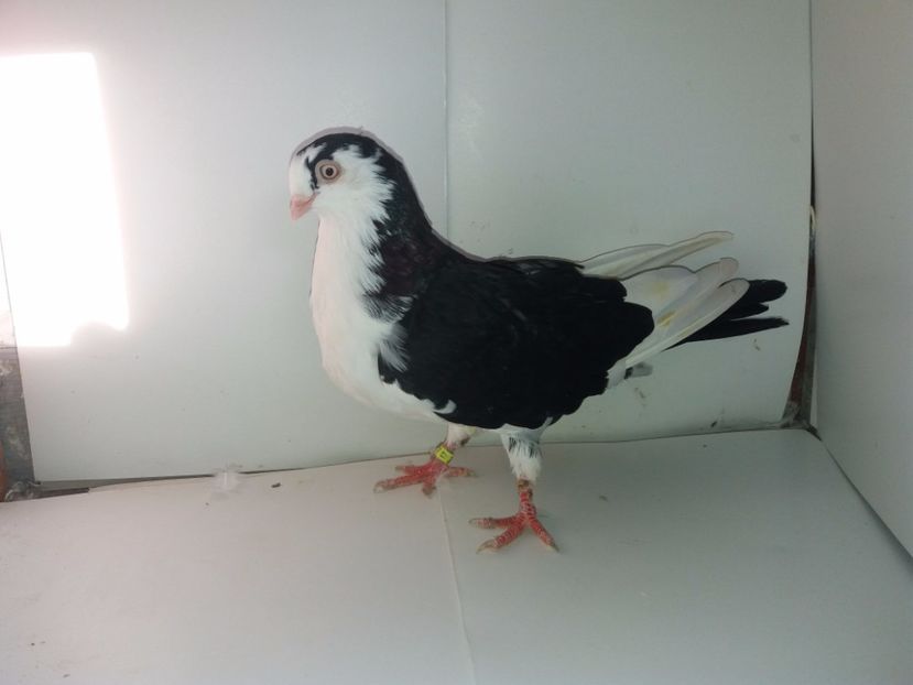 2017  femelă  2017_2 - tineret 2017