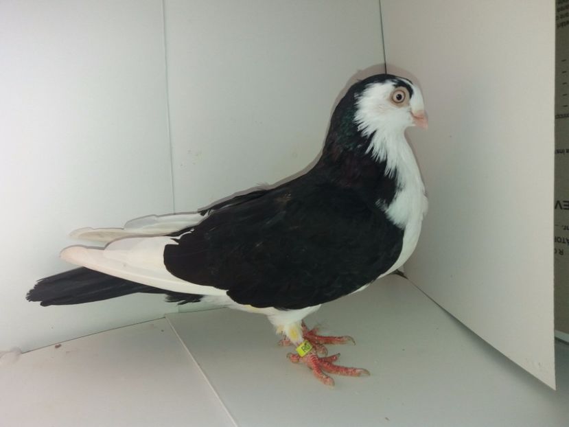 2017  femelă  2017_3 - tineret 2017