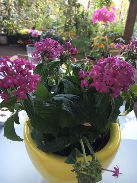 Pentas - Alte flori 2017