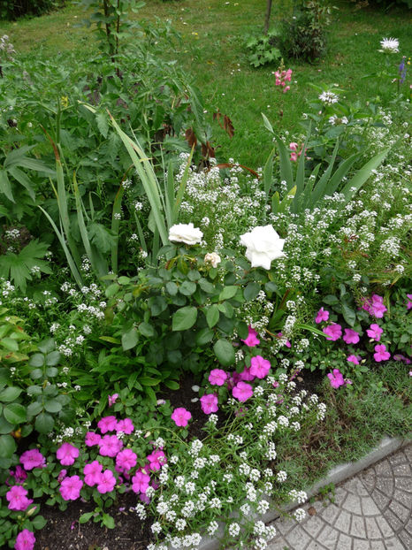  - Alyssum