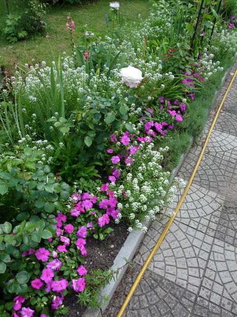  - Alyssum