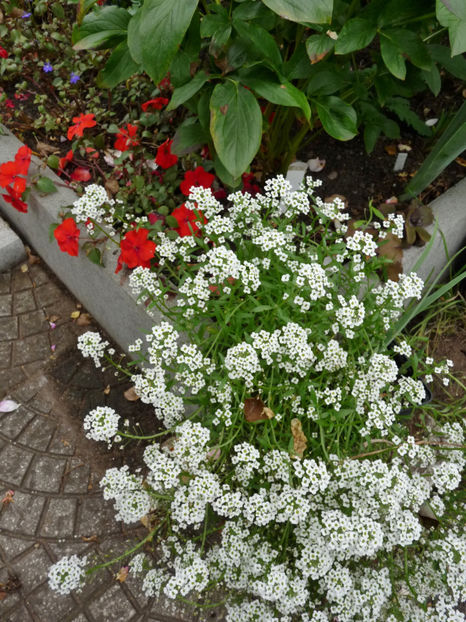  - Alyssum