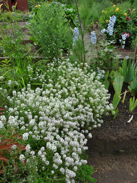  - Alyssum