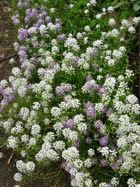  - Alyssum