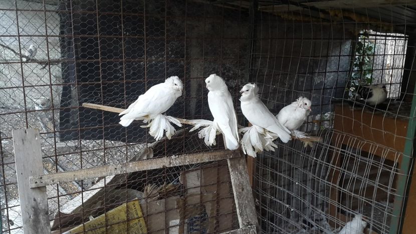  - Albi ca tot vine iarna