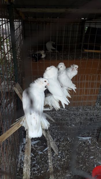  - Albi ca tot vine iarna