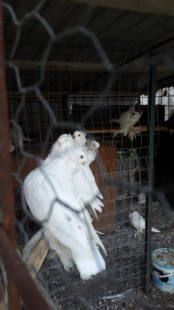  - Albi ca tot vine iarna