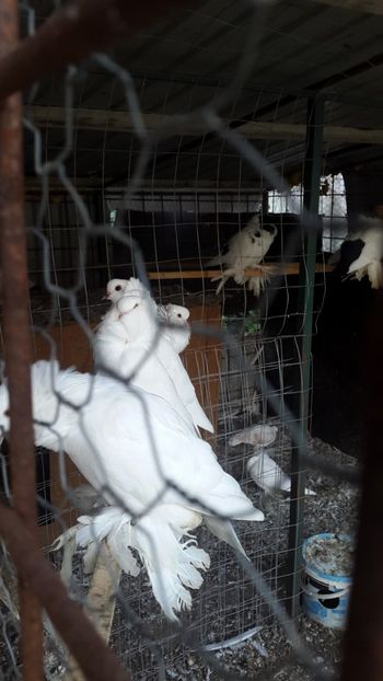  - Albi ca tot vine iarna