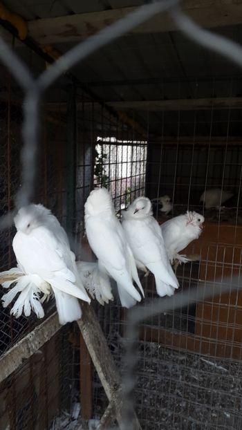  - Albi ca tot vine iarna