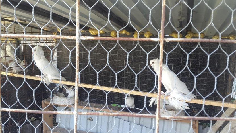  - Albi ca tot vine iarna