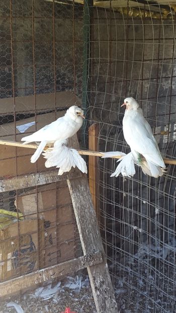  - Albi ca tot vine iarna