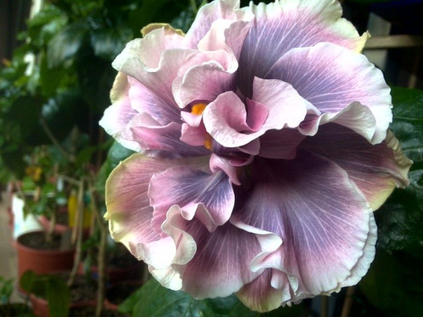 Marianne Charlton - 0Hibiscus in colectie infloriti