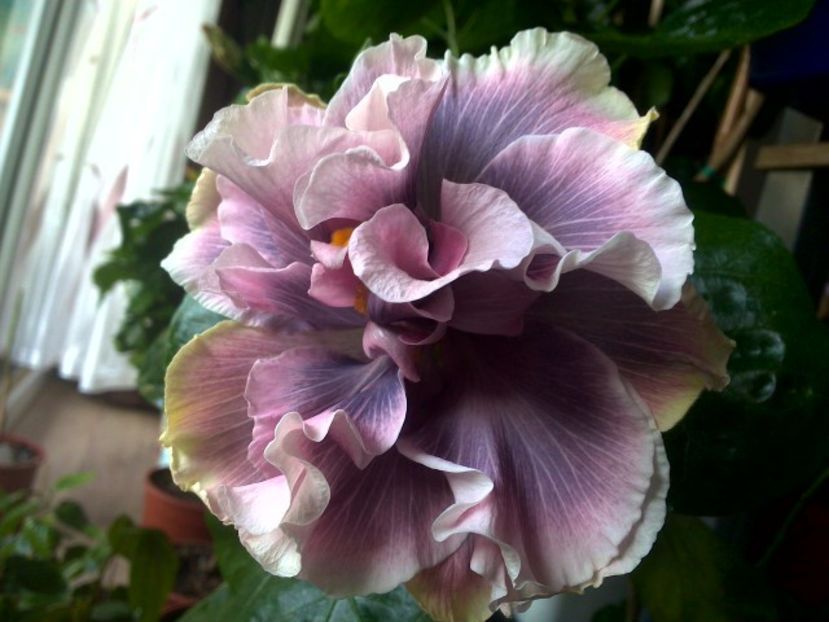  - 0Hibiscus in colectie infloriti