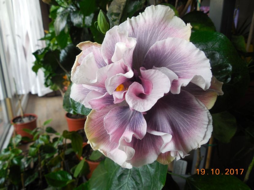 Marianne Charlton - 0Hibiscus in colectie infloriti