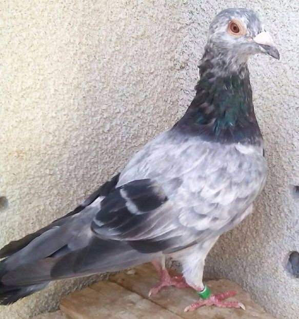 Mascul 2014-494....-Gheboieni - Porumbei vanduti