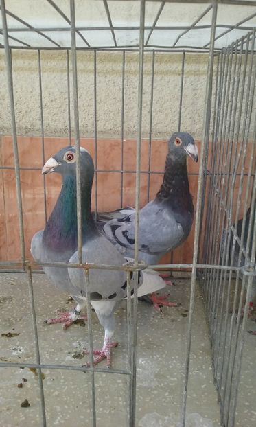  - Voiajor stil vechi de vanzare octombrie 2017