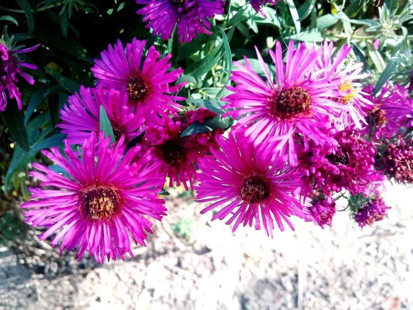  - Crezanteme 2014-prezent