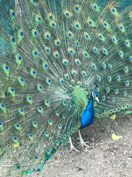  - VANZARI-SCHIMBURI-CUMPARARI