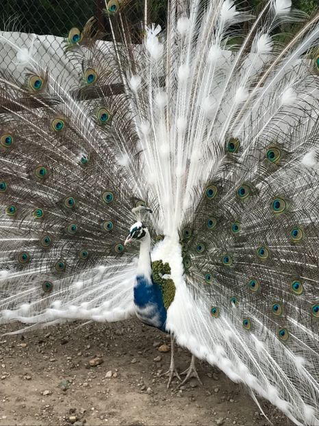  - VANZARI-SCHIMBURI-CUMPARARI