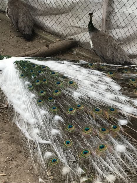  - VANZARI-SCHIMBURI-CUMPARARI