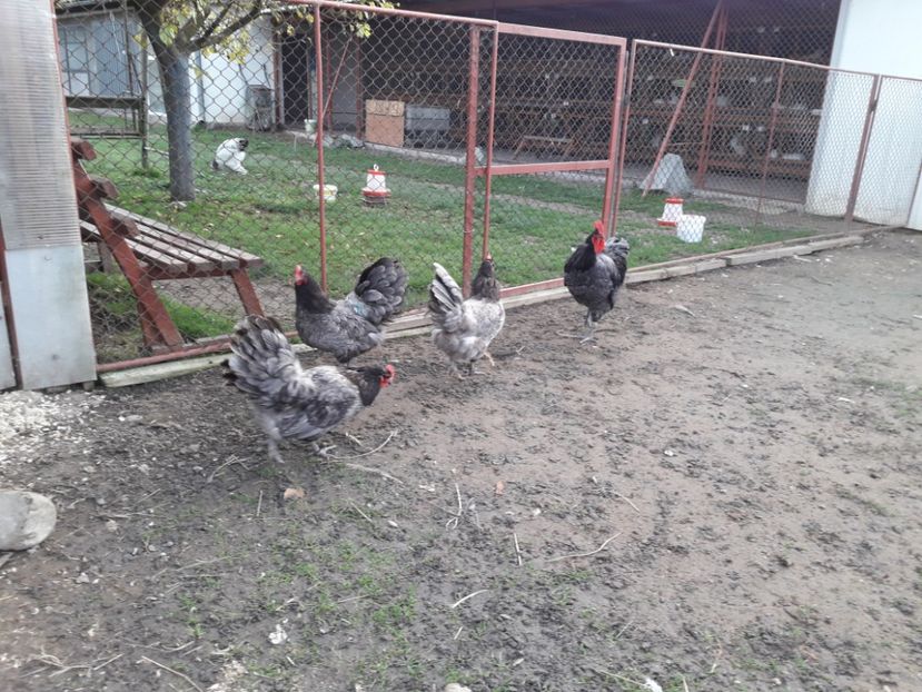  - G AUSTRALORP ALBASTRU