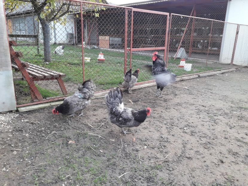  - G AUSTRALORP ALBASTRU