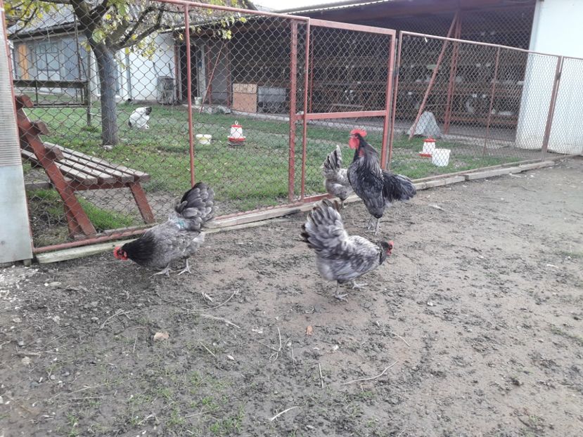  - G AUSTRALORP ALBASTRU