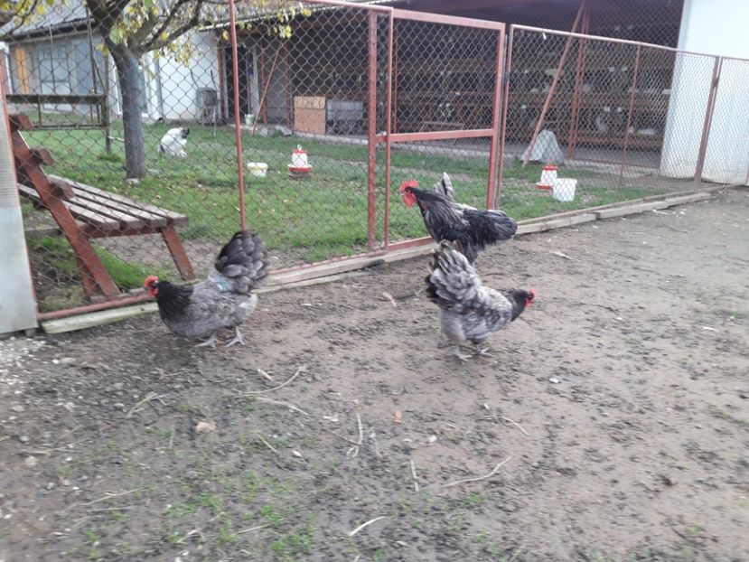  - G AUSTRALORP ALBASTRU