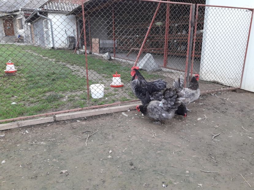  - G AUSTRALORP ALBASTRU