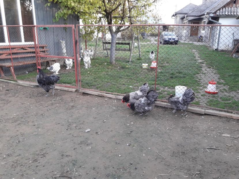  - G AUSTRALORP ALBASTRU