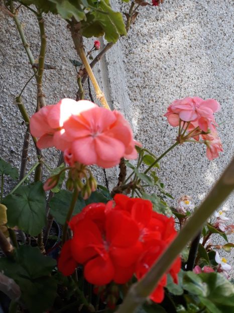  - Colectia mea