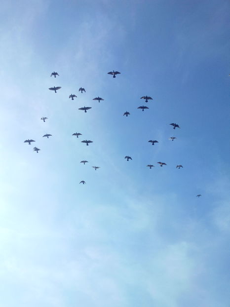  - VOIAJORI STIL VECHI SI  VOIAJORI DE FRUMUSETE