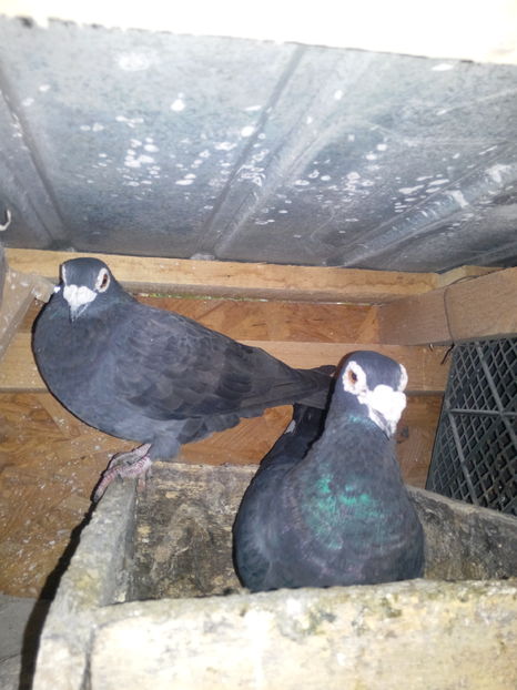  - VOIAJORI STIL VECHI SI  VOIAJORI DE FRUMUSETE