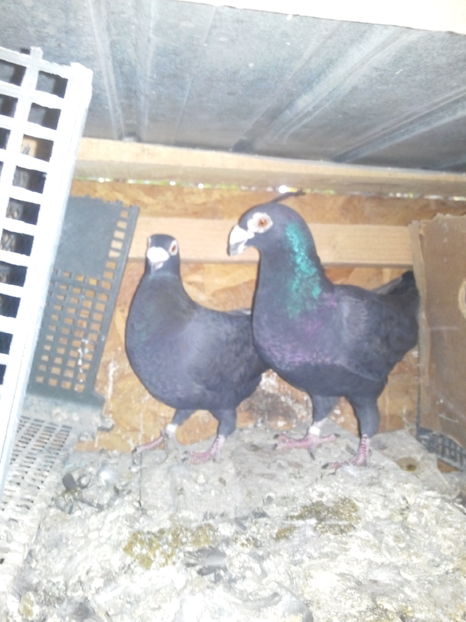  - VOIAJORI STIL VECHI SI  VOIAJORI DE FRUMUSETE