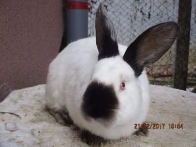 masc. - X ARHIVA IEPURI CE AM AVUT