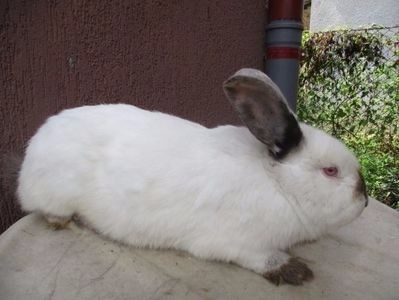  - X ARHIVA IEPURI CE AM AVUT