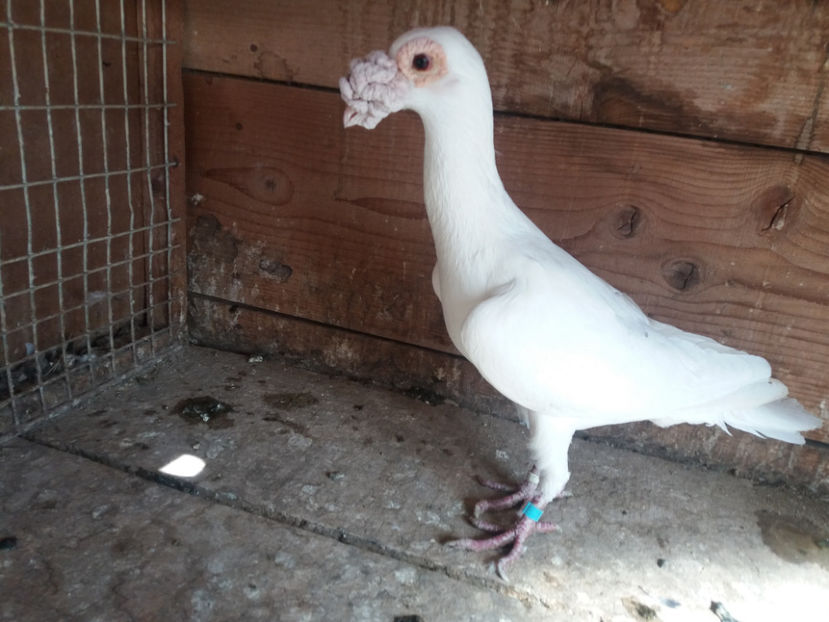 mascul 2015  vindut - vinzare carieri 2017