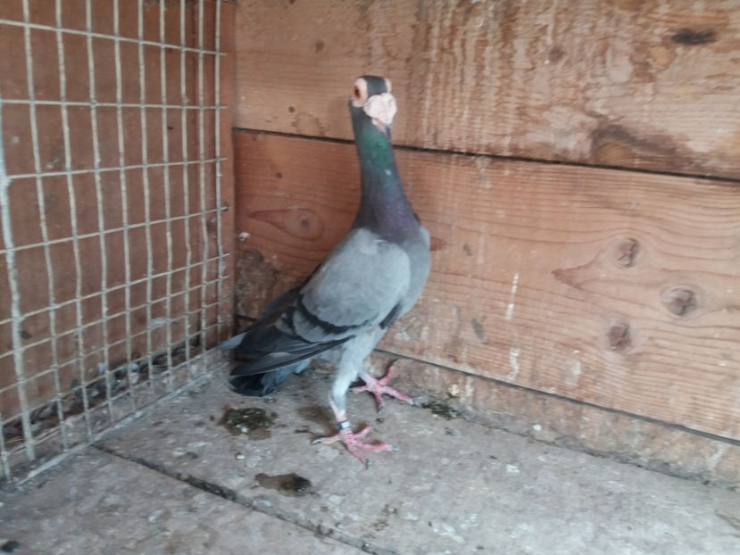 femela 2016    VINDUTA - vinzare carieri 2017