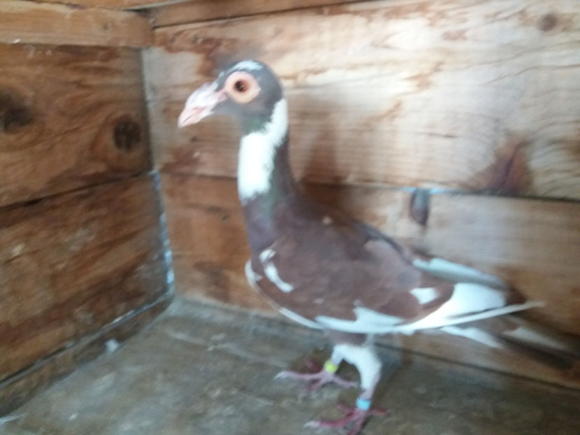 femela 2017   vinduta - vinzare carieri 2017