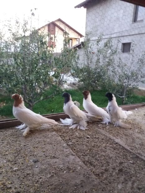 Capi r.a.n.g. - ALBUM DE PRIVIT