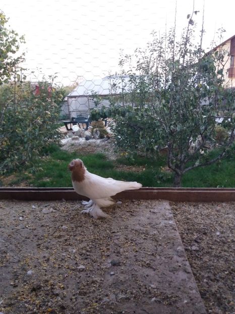 Masc 2017 - JDB puii 2017