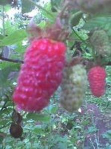 97352234_OLNJHQJ3 - oferta primavara 2018